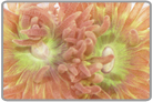Whisker Coral